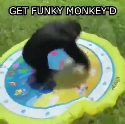 A monke related video i have
