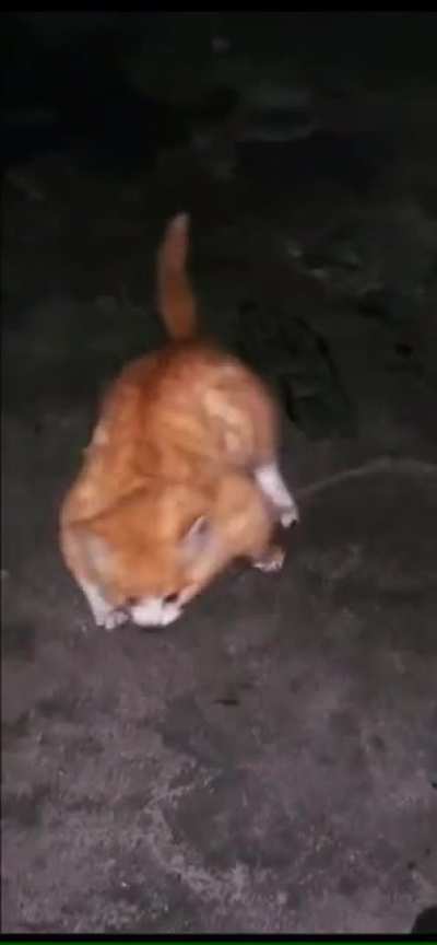 Bro says "pspsps" to his owner