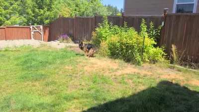 Oscar loves to chase bugs in the yard.