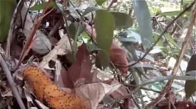 Baby bird imitating a poisonous caterpillar to ward off unseen predators