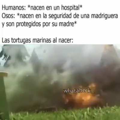 Meme biol&oacute;gico