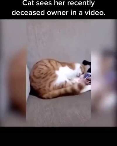 This is sad cat.