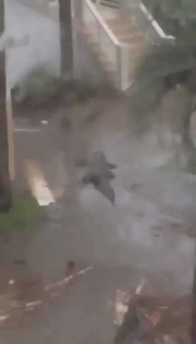 Monster gator displaced into a neighborhood by Hurricane Sally in Gulf Shores, Alabama