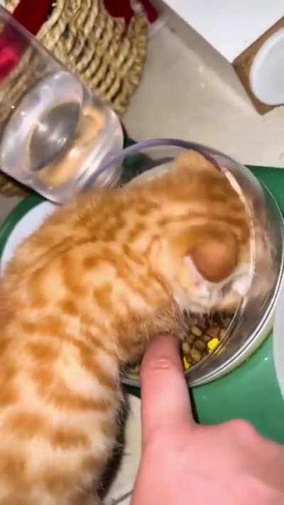 Joey doesn't share food