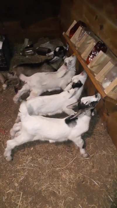 Feeding a set of quads