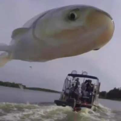 A wild fish appeared