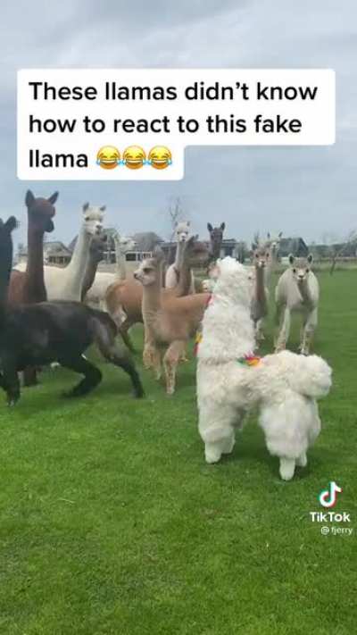 Alpacas don&rsquo;t trust fake alpaca