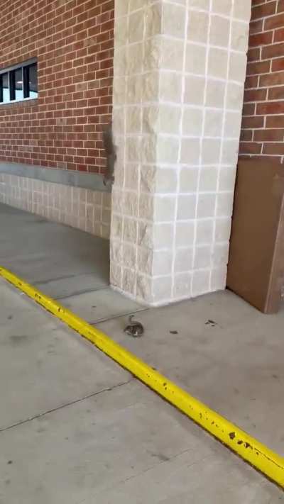 Kind person returning a baby squirrel to its mom