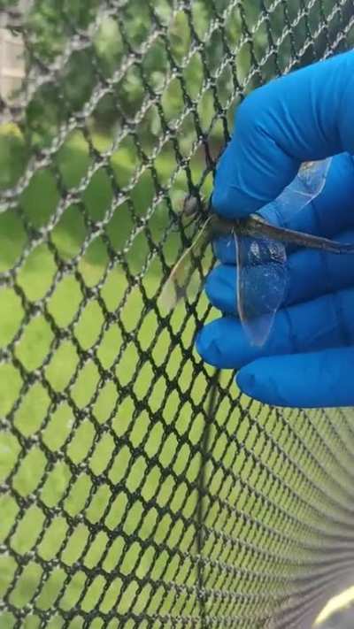 Dragonfly stuck in trampoline net