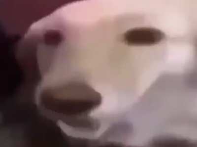 tereyağlı k&ouml;pek