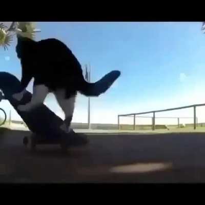 Gato truco