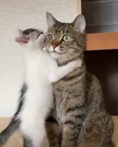Cat.