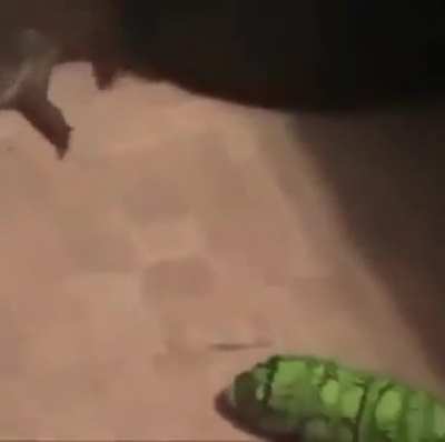 Remote controlled caterpillar, the collector of screams