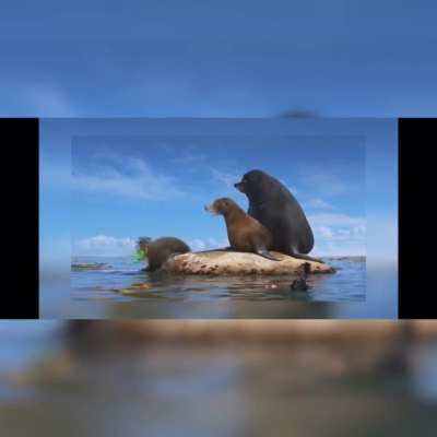 Why can&rsquo;t this lovely sealion get an own movie?