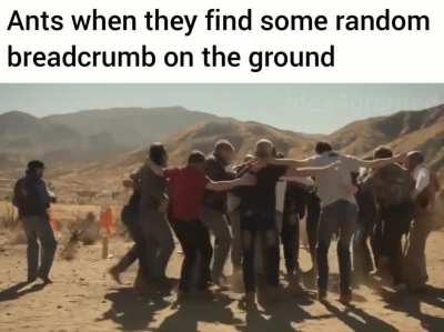 Ant people be like