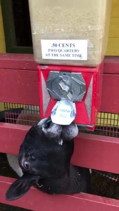 Goats Are Smart