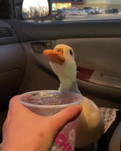 She wants her ice water and she wants it now