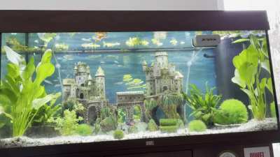 Is there a reason the majority of my fish are staying on the left side?