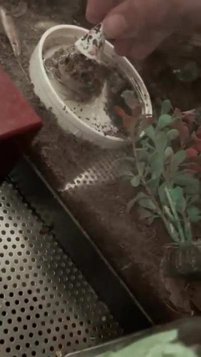 Our son&rsquo;s toad, Sergeant Splat, turned one today