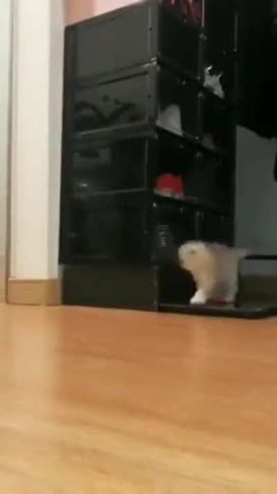 The cutest scare I've ever seen. .