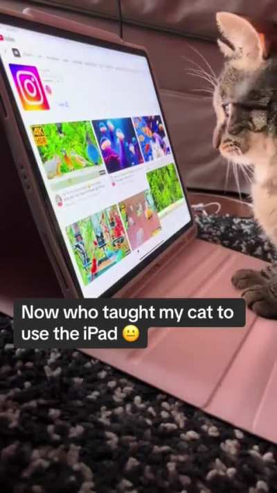HMC while I lick my iPad
