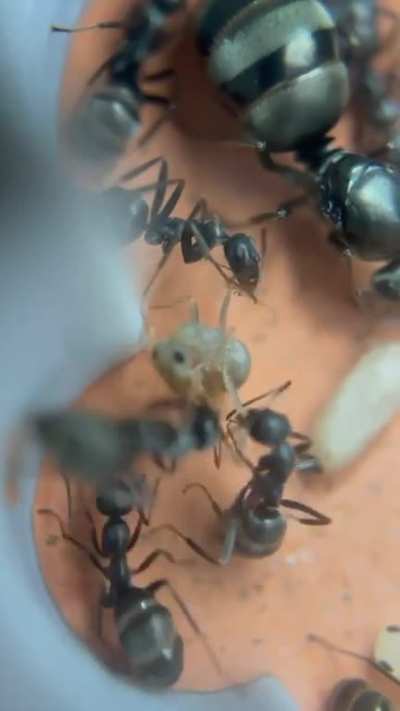 The moment an ant pupae becomes a capable adult.