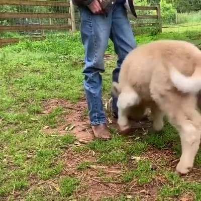What a good boy