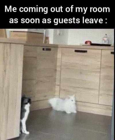 Cats can get through anything