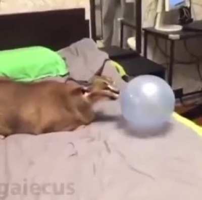 :o