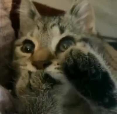 Cat Sucking it&rsquo;s paw like a baby