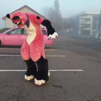 furry_irl