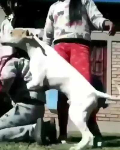 perro sexo