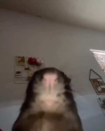 🐭
