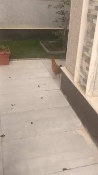 I hope this one fits here... was chasing my &ldquo;pet chicken&rdquo; but her reaction wasn&rsquo;t expected