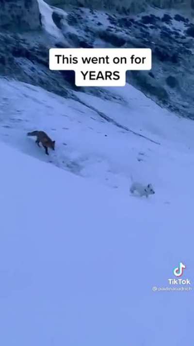 A dog and a wild fox becoming friends. This is so wholesome.