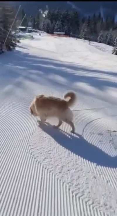 Toboggan Doggen having 'snow' much fun!