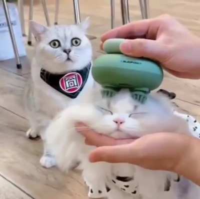 "What are you doing to his brain, hooman?"