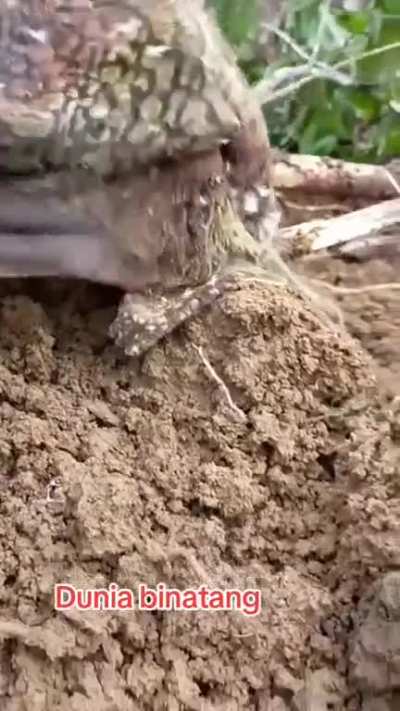 Video from the internet. No additional information. 
