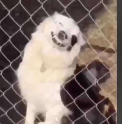 T&oacute;mate un momento, ve a los peluditos y contin&uacute;a feliz tu d&iacute;a