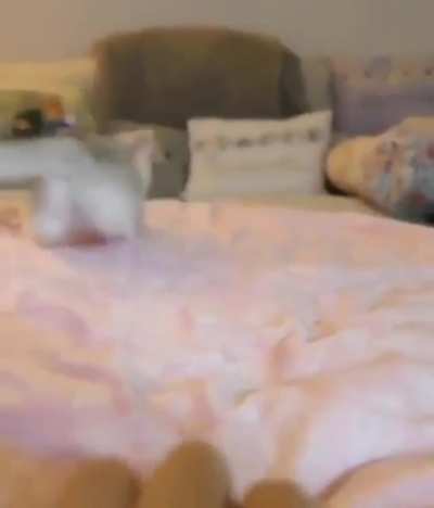 Котик