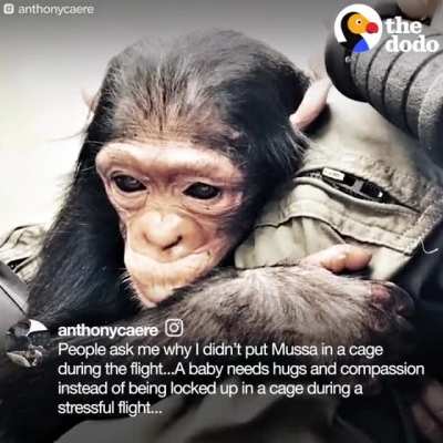 Man and chimp.