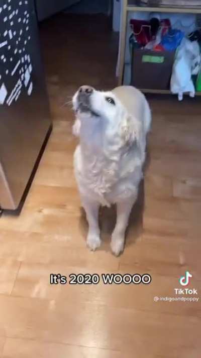 The real sign that this is going to be the year 🐶