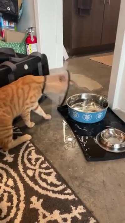 little dude got neutered today and is&hellip; adjusting to the cone