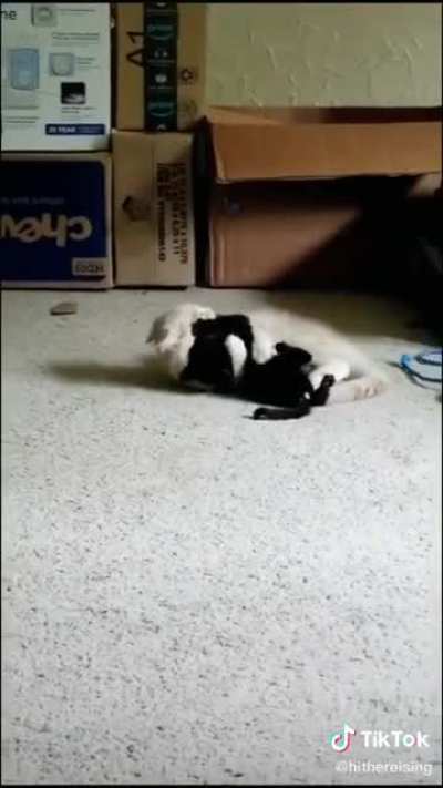 I'm target practice meow