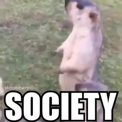 It do be like dat doe