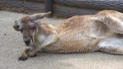 Kangaroo waking up