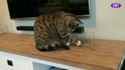Cat learning physics with Newton&rsquo;s Cradle. He decides Newton&rsquo;s second law of motion is key to understanding the conservation of energy and momentum principles. Now to try this on mice...