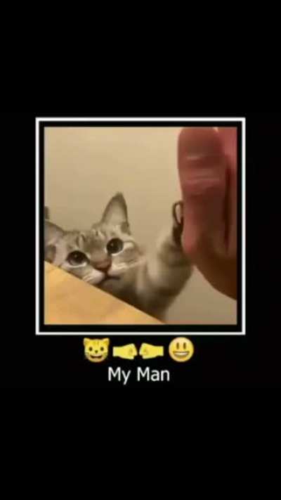 🐱🤜🤛😀