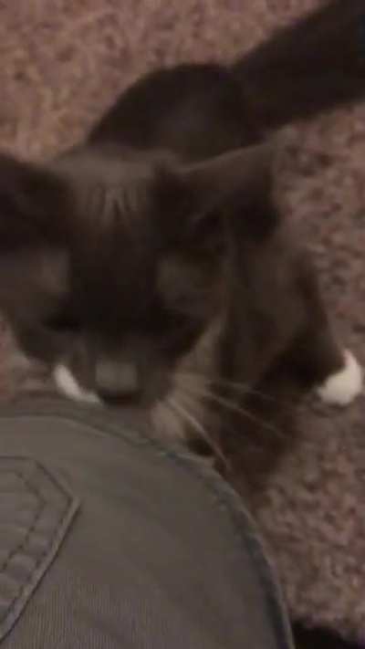 My brother in law&rsquo;s cat is always telling about some nonsense or another.