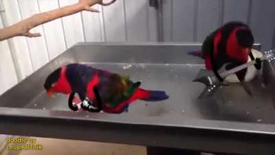 Metal beak